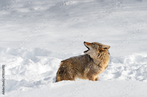 Coyote (Canis latrans) Lifts Head Over Back Howling Winter
