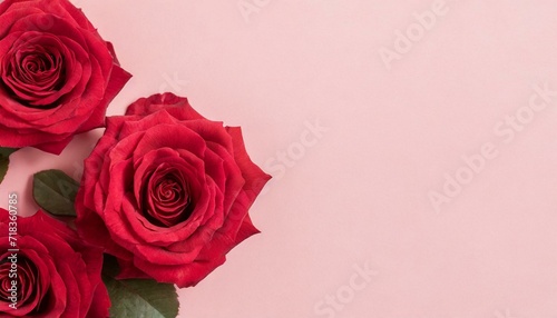 Banner with red rose flower texture. Pink background with copyspace.  