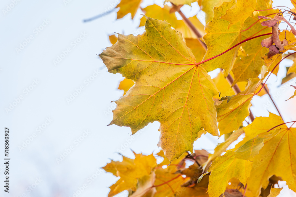 Fototapeta premium Maple branches with yellow leaves in autumn, in the light of sunset.
