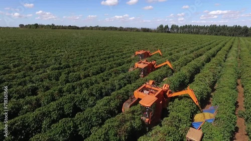 Coffee harverster on coffee field
