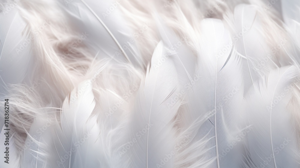a close up of white feathers with a blurry image of the feathers on the back of the feathers is a blurry background. a close up of white feathers with a blurry image of the feathers on the back of the feathers is a blurry background.