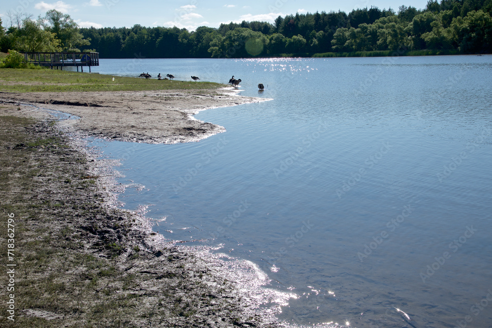 Canadian Geese resting on shoreline at Milne Dam Conservation Park, Markham, Ontario, Canada...