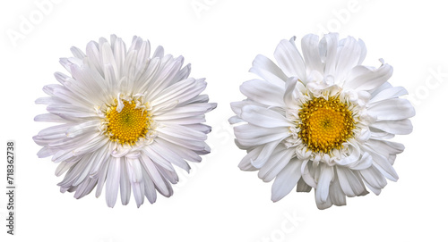 White chrysanthemum flowers isolated on transparent background	