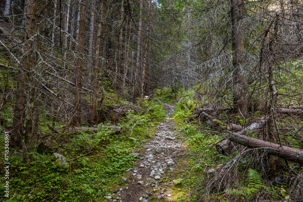 Trekking and downhill route in dark thick forest. Summer mountain landscape in Pirin national park, Bulgaria. Trekking and downhill route in dark thick forest. Summer mountain landscape in Pirin national park, Bulgaria.