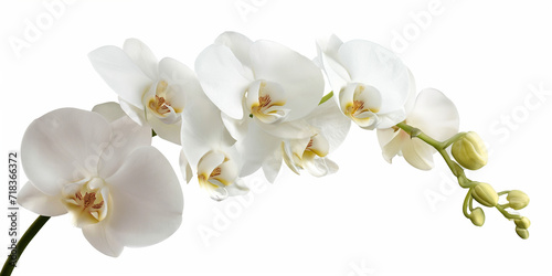 isolated orchid on white background  orchidee backgrounds for spa  cosmetic floral banner.