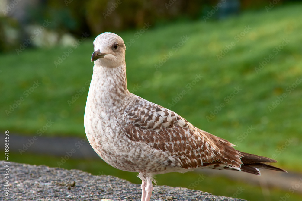 Young seagull resting on top of a spotlight