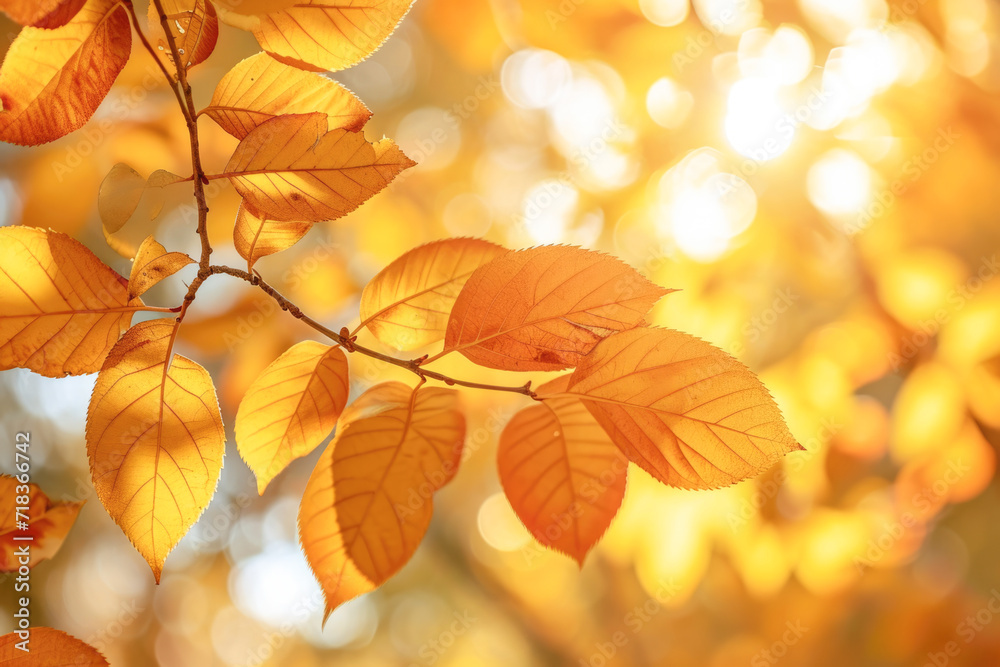 Autumn leaves on blurred background, close-up. Nature background