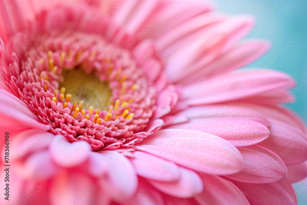 Close up of pink gerbera flower, shallow depth of field