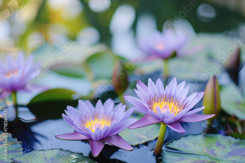 Purple water lily or lotus flower blooming in the pond