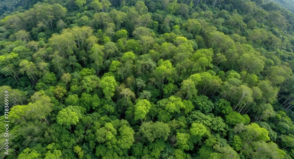 green forest in the mountains view from above, green environment, Earth Day, preserving resources green forest in the mountains view from above, green environment, Earth Day, preserving resources