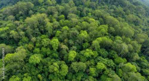 green forest in the mountains view from above  green environment  Earth Day  preserving resources