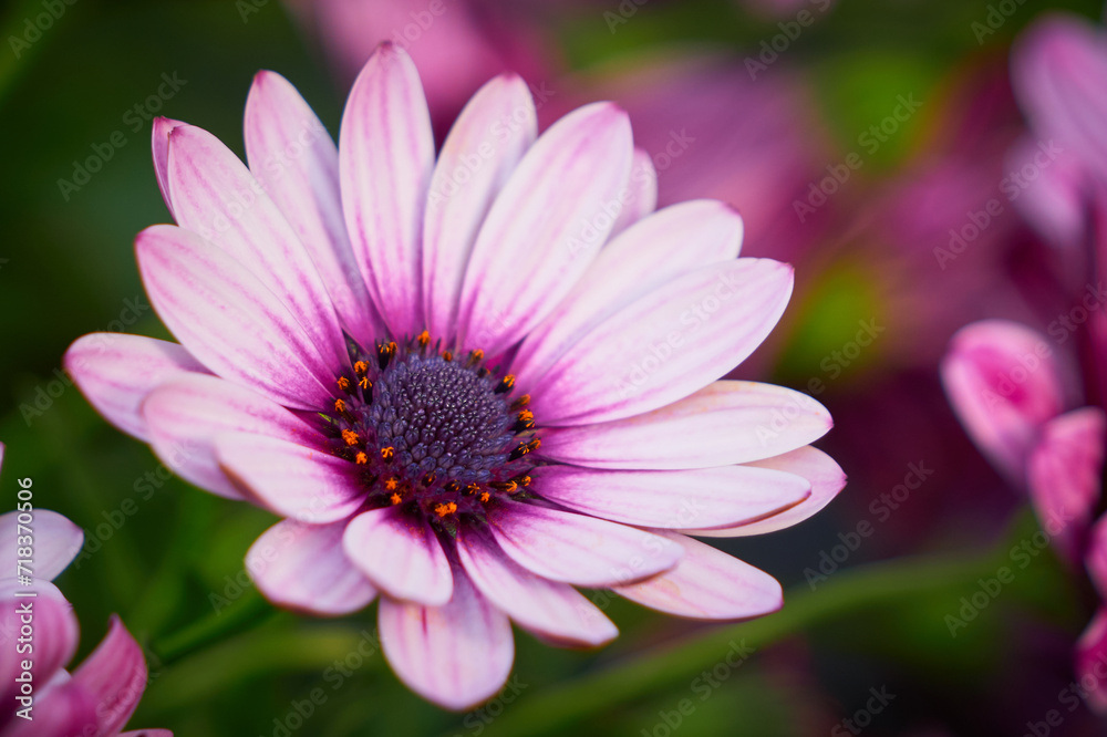 Beautiful African daisy (Osteospermum). Cape Daisy close-up Beautiful African daisy (Osteospermum). Cape Daisy close-up