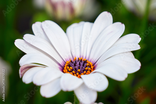 Beautiful African daisy  Osteospermum . Cape Daisy close-up