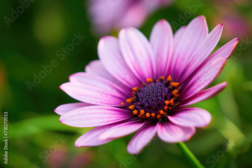 Beautiful African daisy (Osteospermum). Cape Daisy close-up