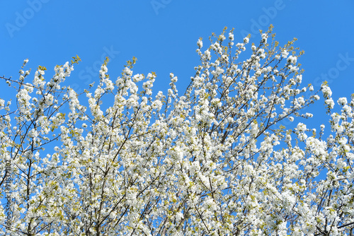 blooming branches white blossoms, against backdrop of blue sky, concept spring season, Spring Celebrations, environmental, nature in detail