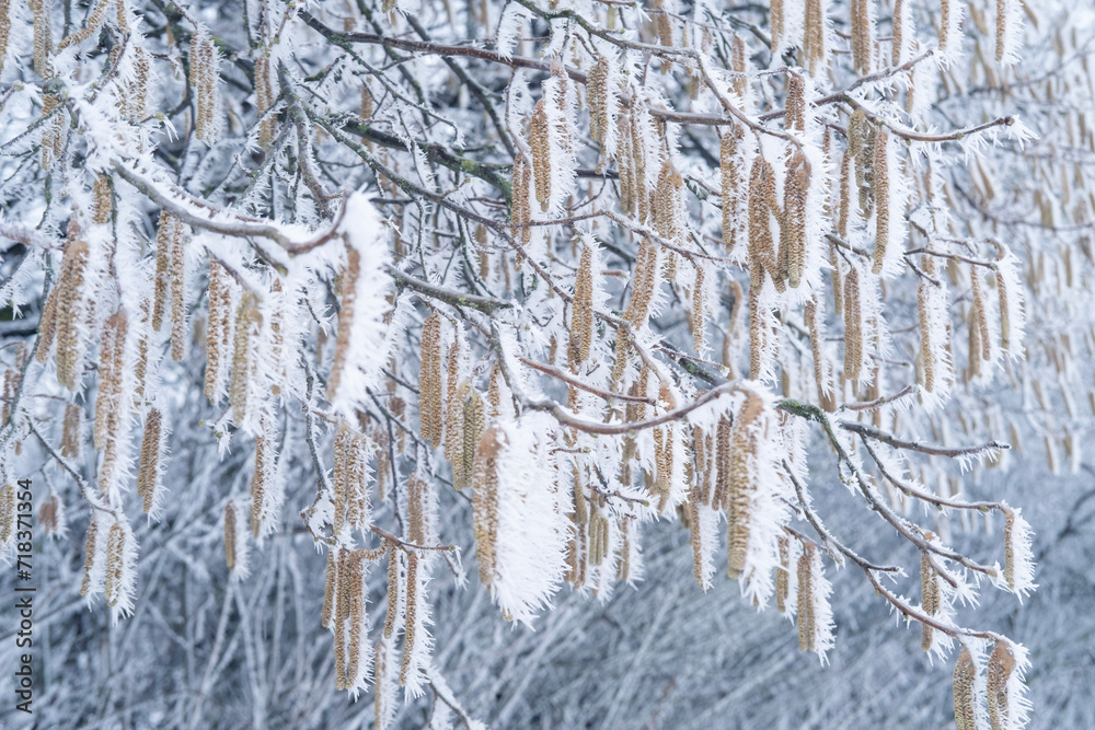 Fototapeta premium beautiful crystal frost on foliage and tree branches, frosty morning, winter weather concept, beauty of nature, background for wallpaper