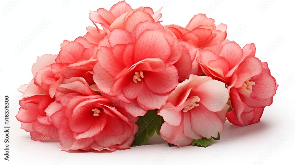 A cluster of pink flowers blooming against a pristine white backdrop. A cluster of pink flowers blooming against a pristine white backdrop.
