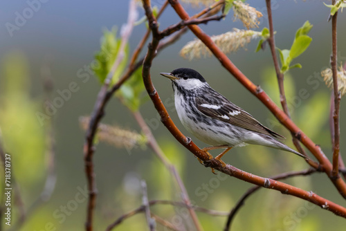 Blackpoll Warbler during Springtime in Alaska