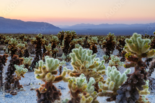 Desert landscape, Cholla Cactus garden, Joshua Tree National Park, California, USA