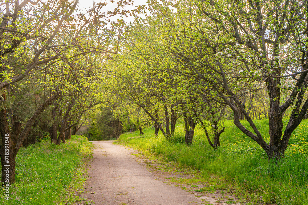 Road through the apple orchard at sunset. Path through park, alley with green grass and apple trees in springtime with sun light. Nature, landscape.