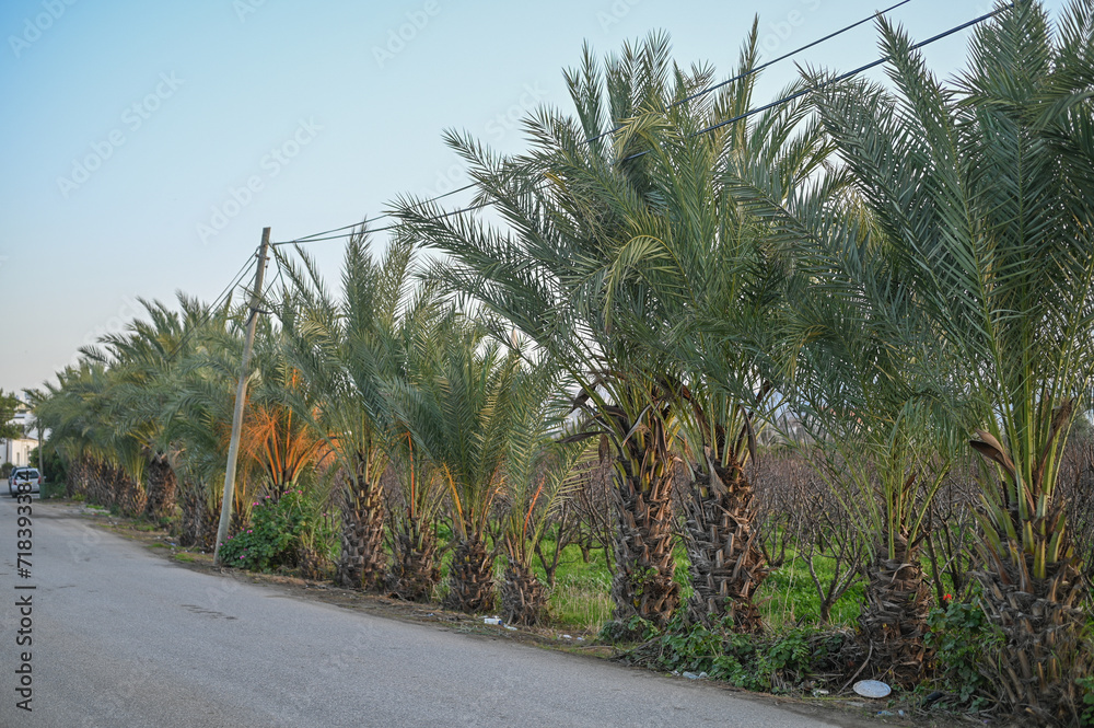 date palms along the street in winter in Cyprus 2 date palms along the street in winter in Cyprus 2