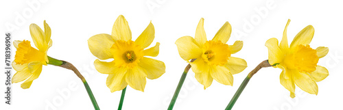 Set, collection of single yellow flowers Daffodils isolated on white, transparent background, PNG. Spring season bloom of Jonquil, Easter bells, blossom of narcissus