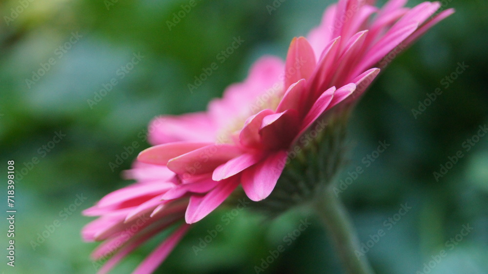 Fototapeta premium rosa zoom