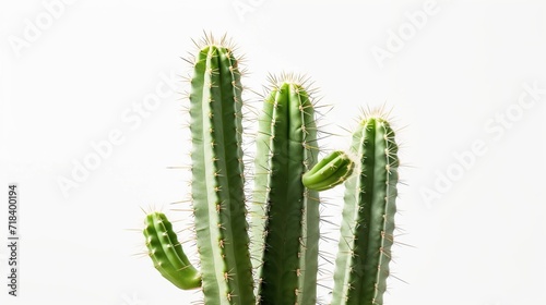 cactus tree on white background