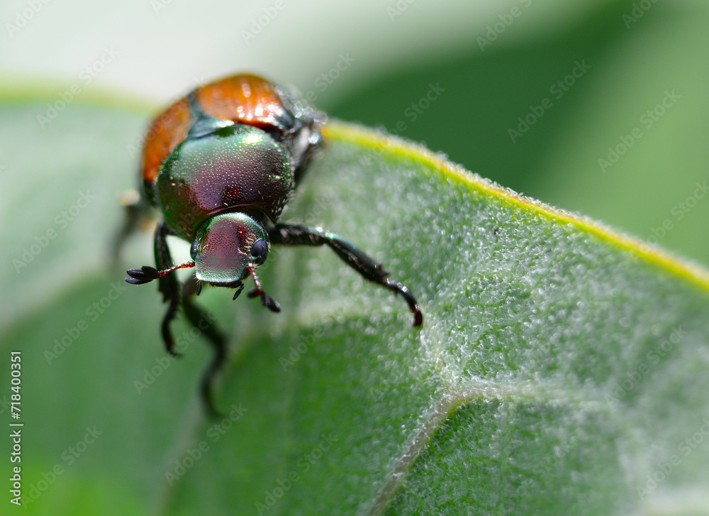 Japanese Beetle on Leaf Japanese Beetle on Leaf