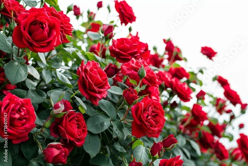 Blooming Red Roses in Unison