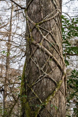 Strangler fig wrapped crisscross around the trunk of a bald cypress tree, Audubon Corkscrew sanctuary, Florida