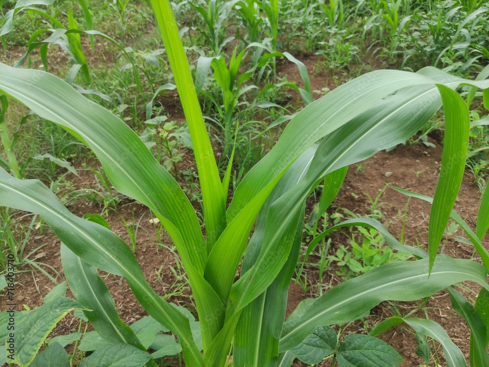 Obraz premium close up of green corn leaves in the garden behind the house, suitable for background wallpaper