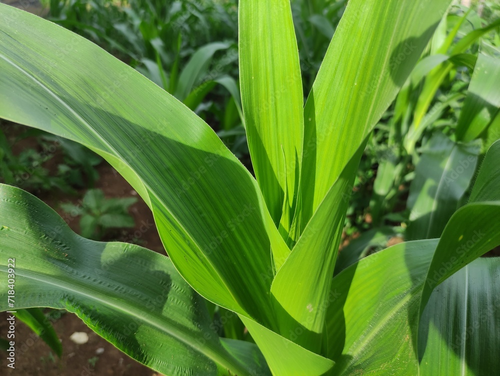 Obraz premium close up of green corn leaves in the garden behind the house, suitable for background wallpaper