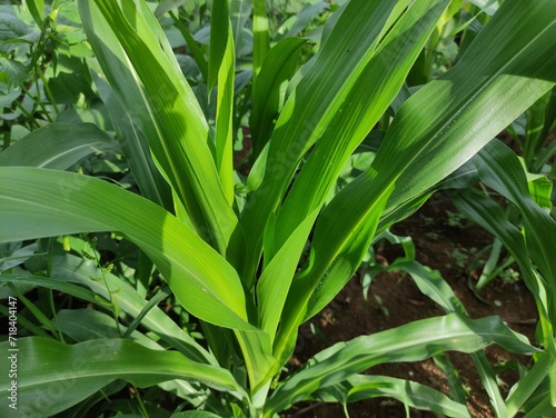 close up of green corn leaves in the garden behind the house  suitable for background wallpaper