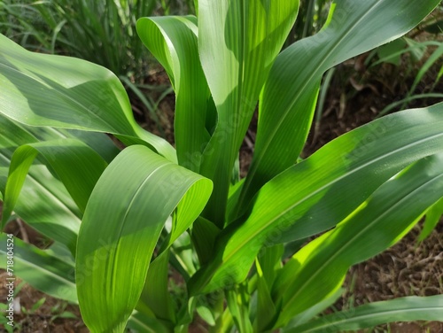 close up of green corn leaves in the garden behind the house  suitable for background wallpaper