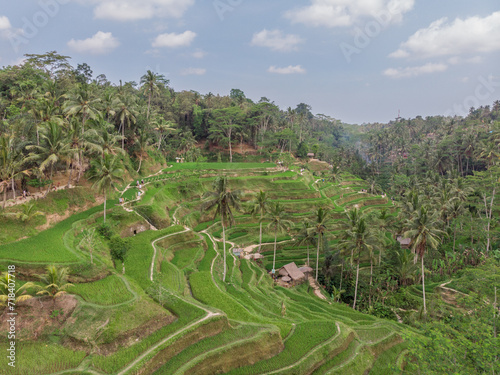 Ceking Rice Terrace in Bali, Indonesia. Rice Fields in Background. Drone Point of View. Wide Angle