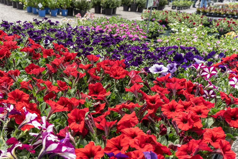 Spring Petunias Bloom in Greenhouse in time for spring planting. 