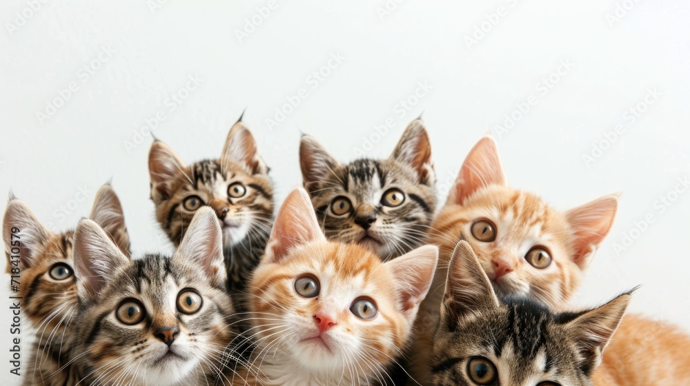 Row / group of multi colored kittens sitting on one line, looking straight to camera isolated on a white background
