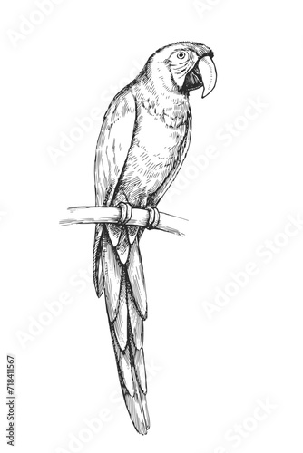 Vector hand-drawn illustration of Scarlet Macaw in engraving style. Black and white sketch of parrot of South America isolated on white.