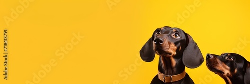 Bright yellow banner with two heads of hungry  dachshund dogs which looks up waiting food. Copy space at the left  photo