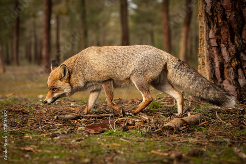 Real wild fox in a pine forest
