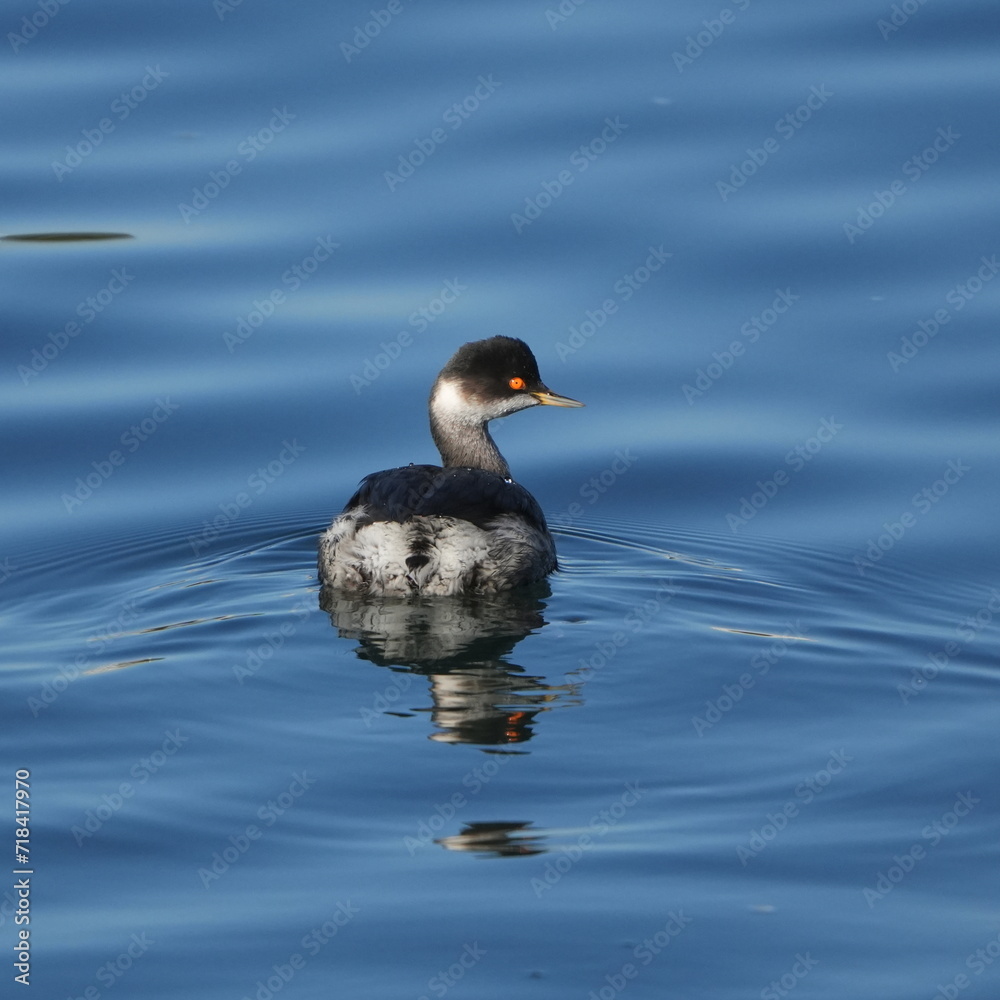 black necked grebe in a seashore black necked grebe in a seashore