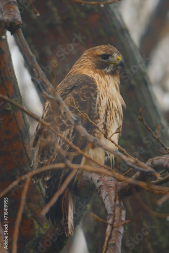 Plakat red tailed hawk