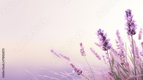  a close up of a bunch of purple flowers on a white and pink background with a blurry sky in the background.