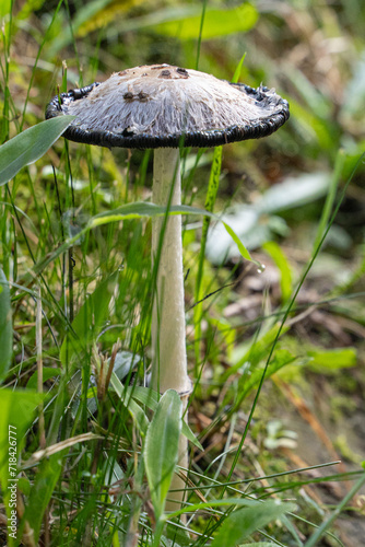 Coprinus comatus