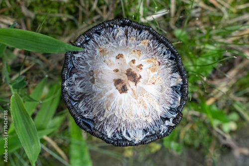 Coprinus comatus