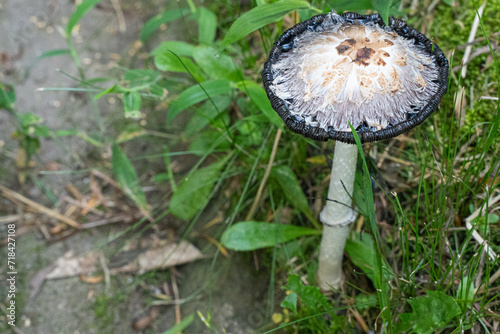Coprinus comatus