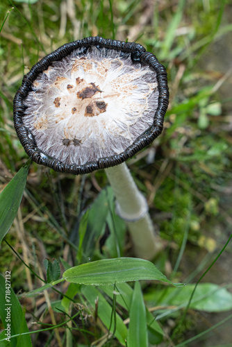 Coprinus comatus