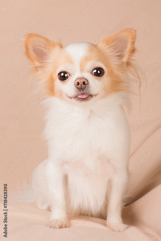 Chihuahua white redhead studio portrait. Purebred dog on a beige background. Chihuahua white redhead studio portrait. Purebred dog on a beige background.
