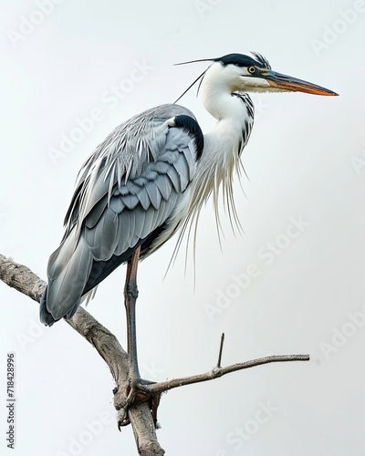 Portrait Graceful A heron's on a wooden branches AI Generative